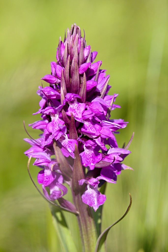 bloemen bloem hdr natuur flora roos rozen tulp tulpen orchidee orchideeen zonnebloem geranium cannabis marihuana wiet hennep sativa indica
